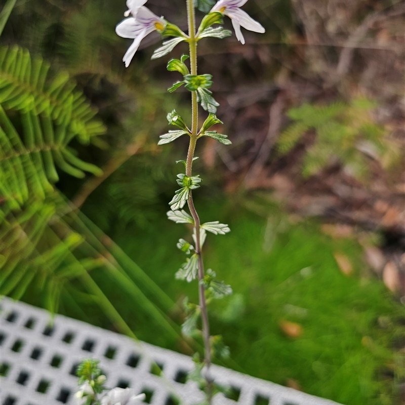 Euphrasia ramulosa