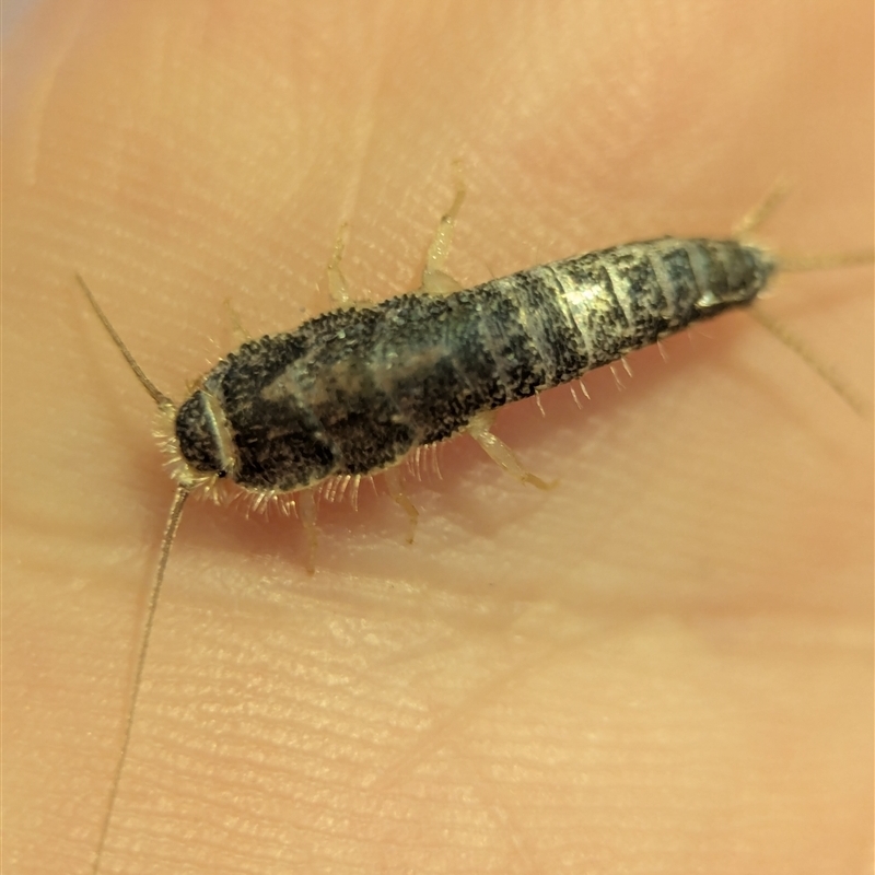 Heterolepisma sp. (genus)
