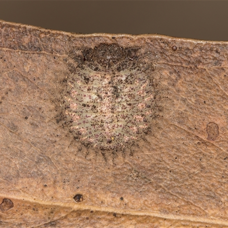Osmylops (genus)