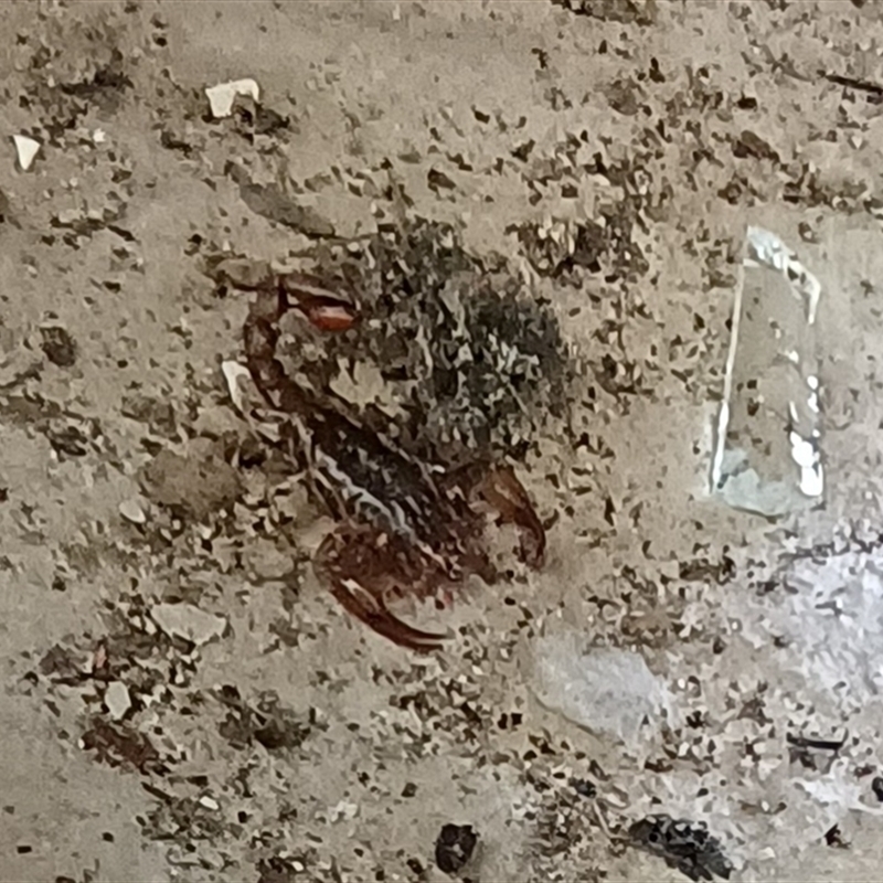 Scorpiones (order)