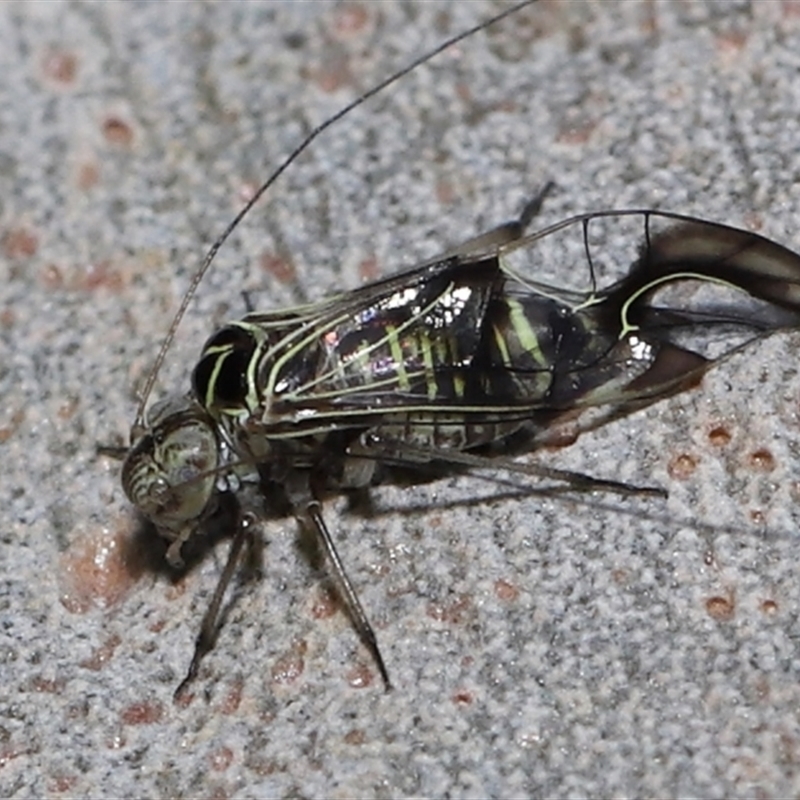 Sigmatoneura formosa