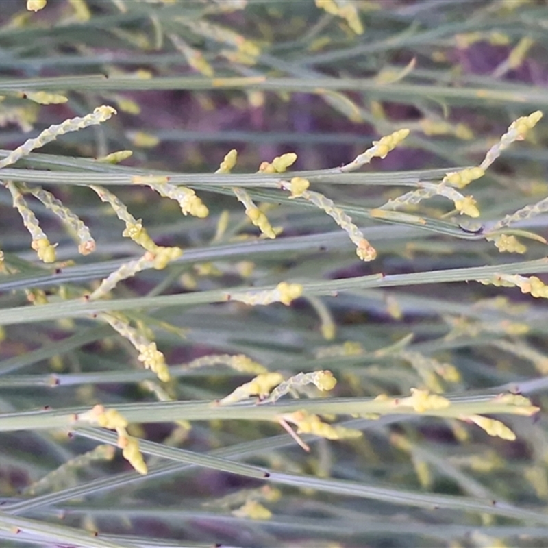 Exocarpos sparteus