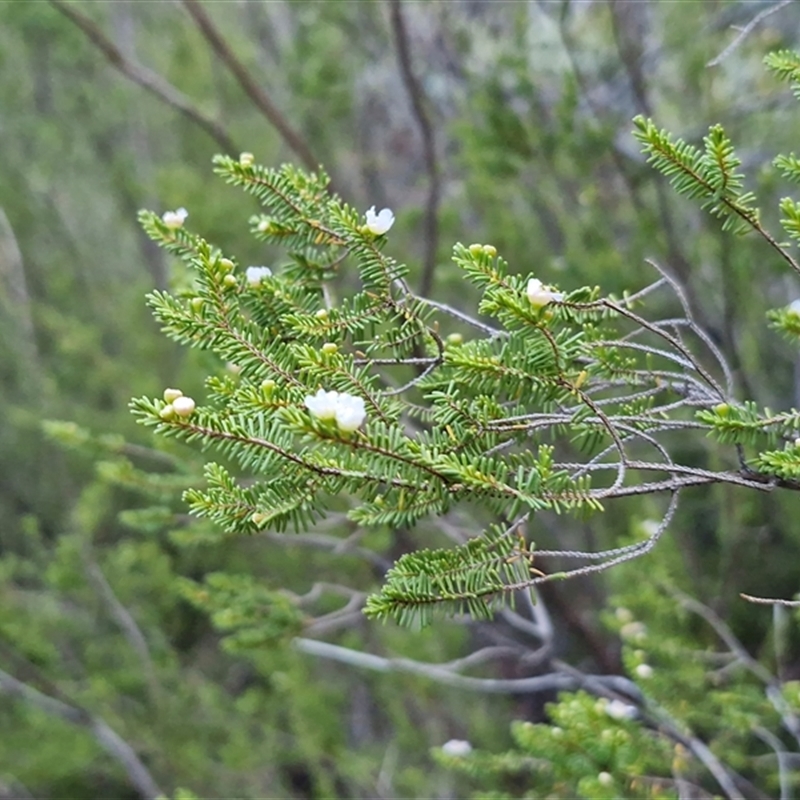 Rinzia polystemonea