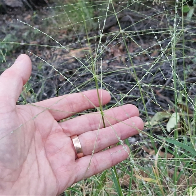 Digitaria (Genus)