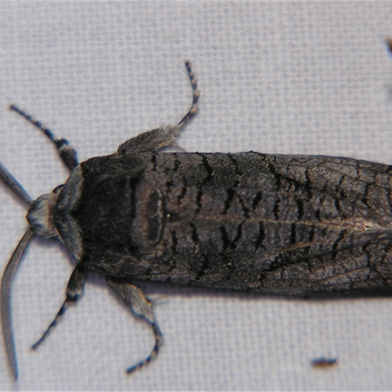 Culama anthracica