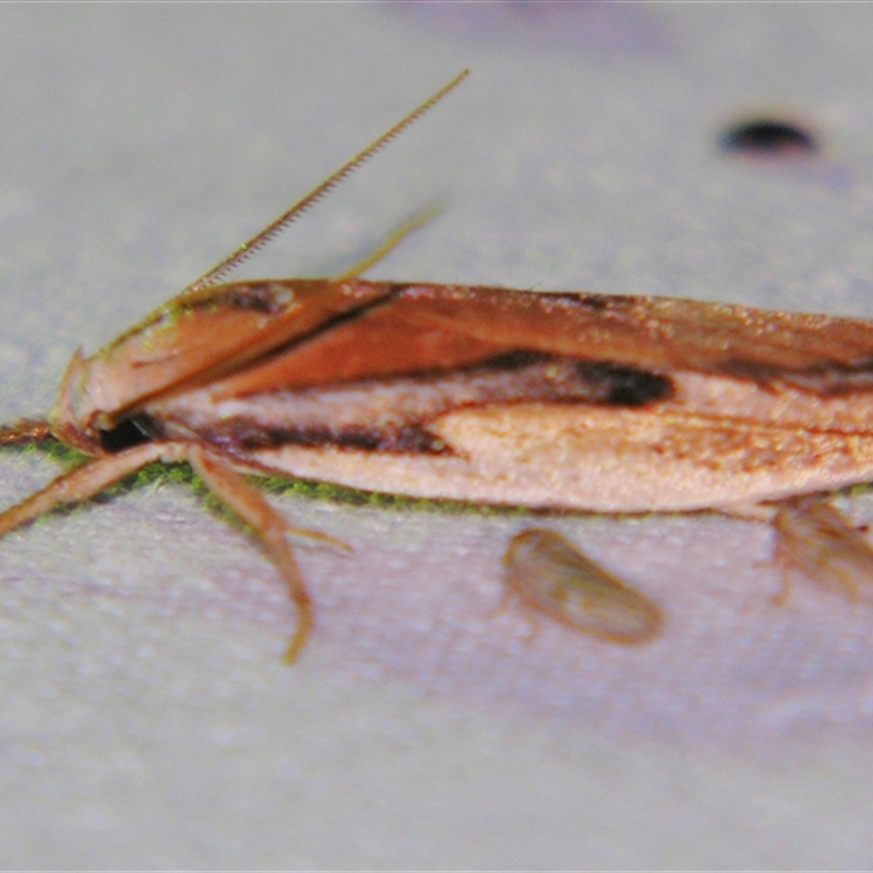 Pilostibes basivitta