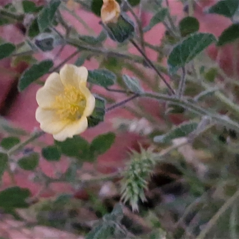 Abutilon fraseri subsp. fraseri