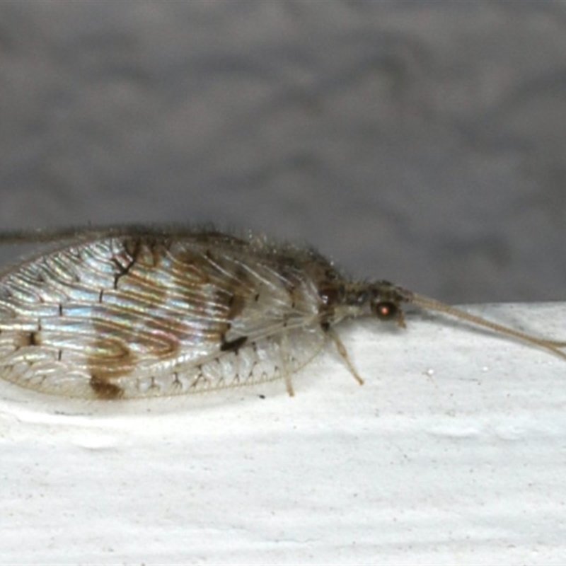 Carobius pulchellus