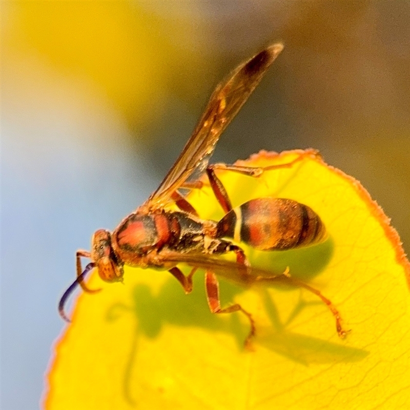 Polistes stigma