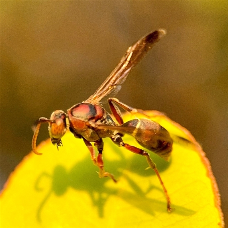Polistes stigma