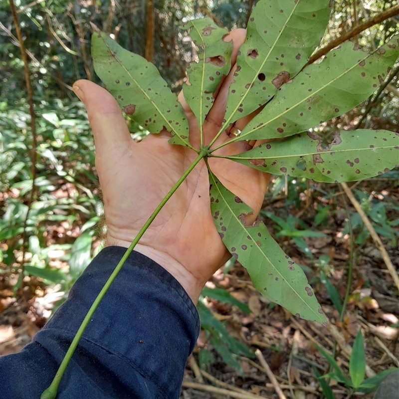 Argyrodendron actinophyllum