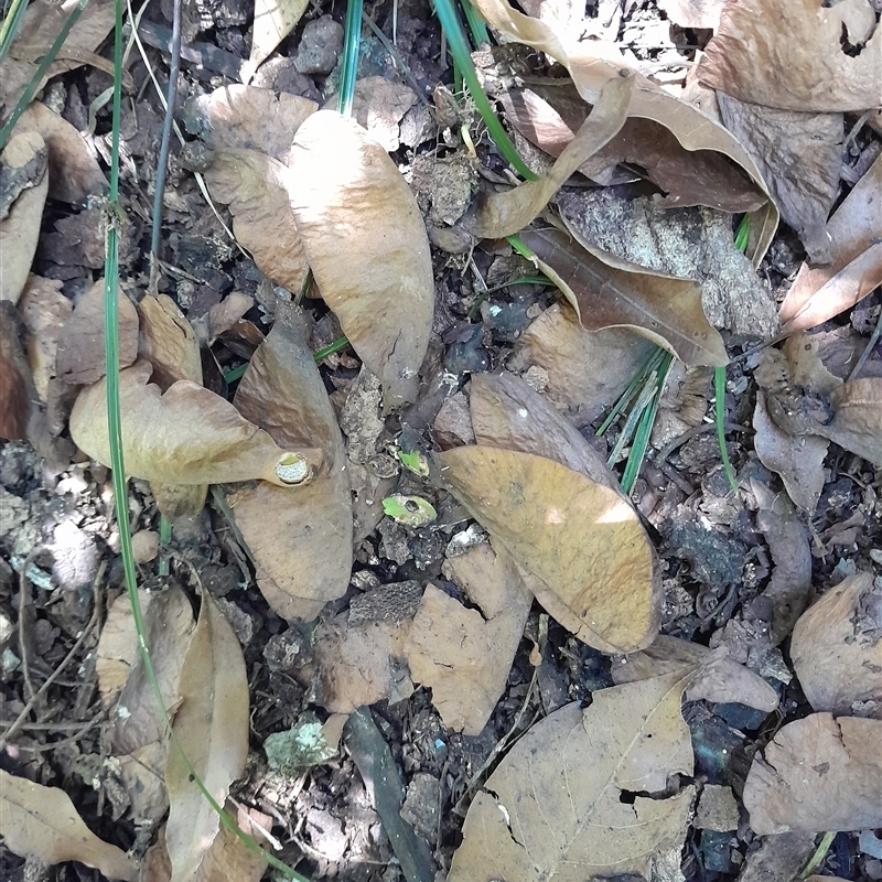 Argyrodendron actinophyllum