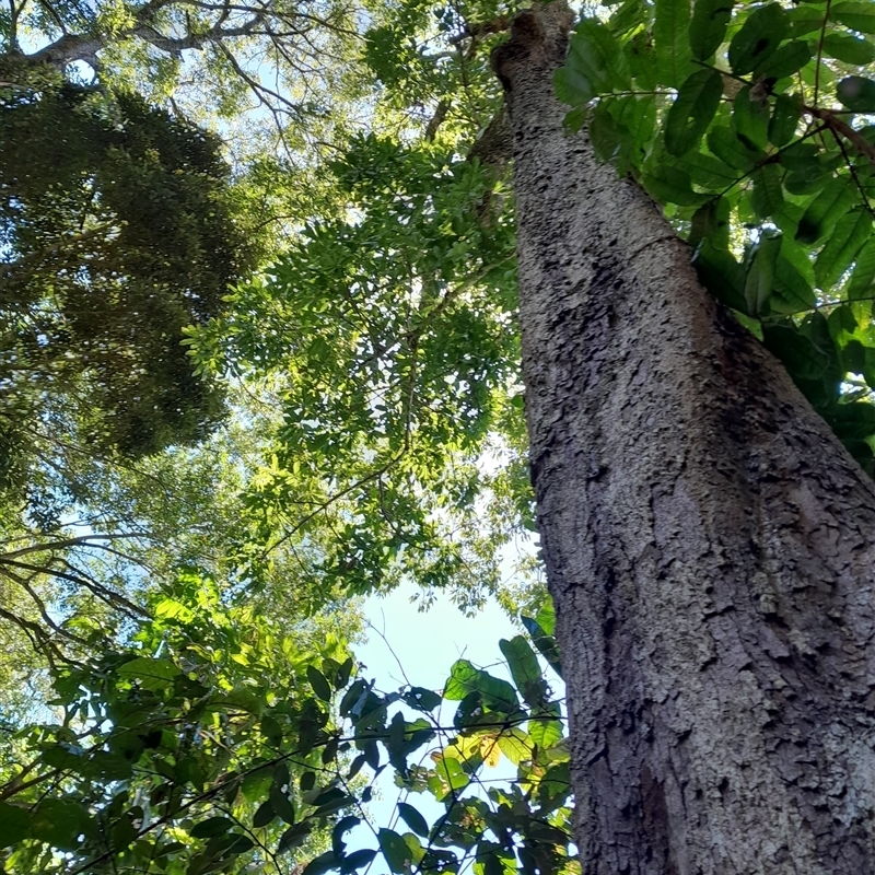 Argyrodendron actinophyllum