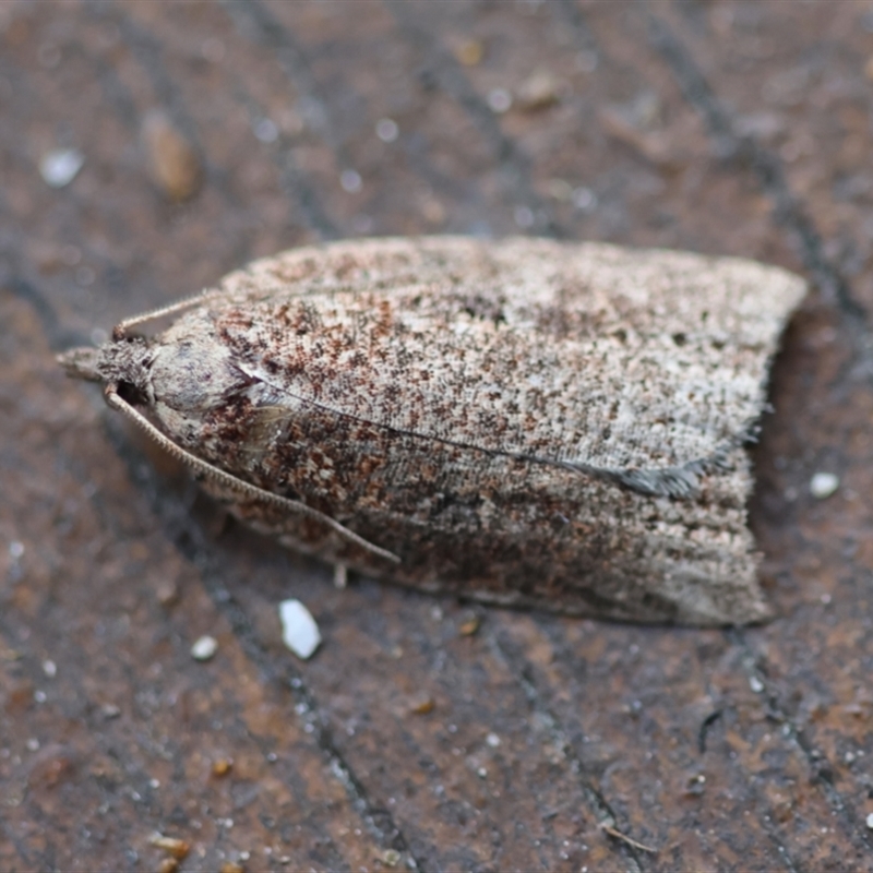 Meritastis ferrea