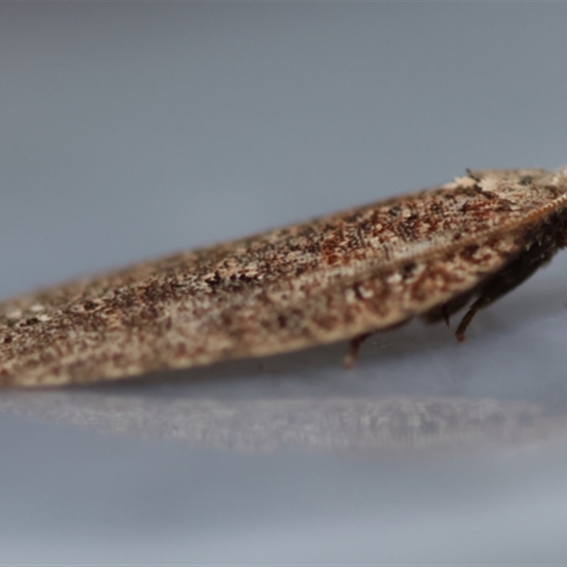 Meritastis ferrea