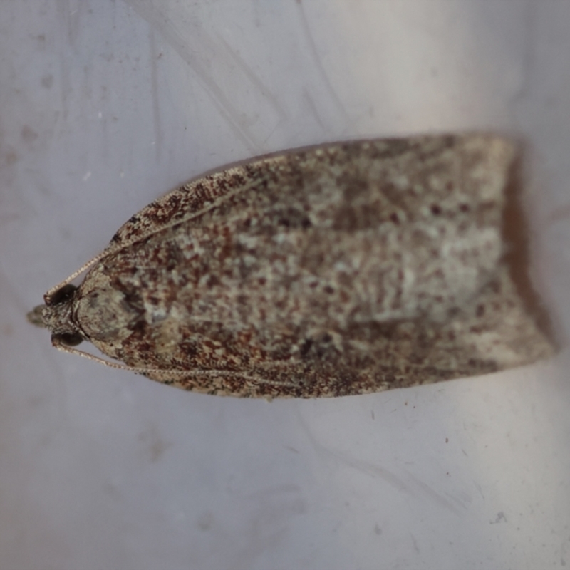 Meritastis ferrea