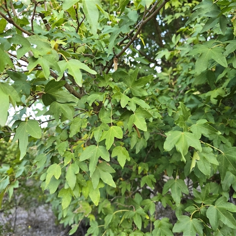Acer campestre