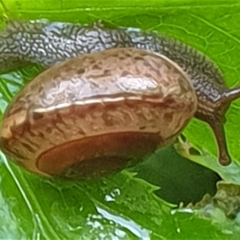 Ventopelita leucocheilus