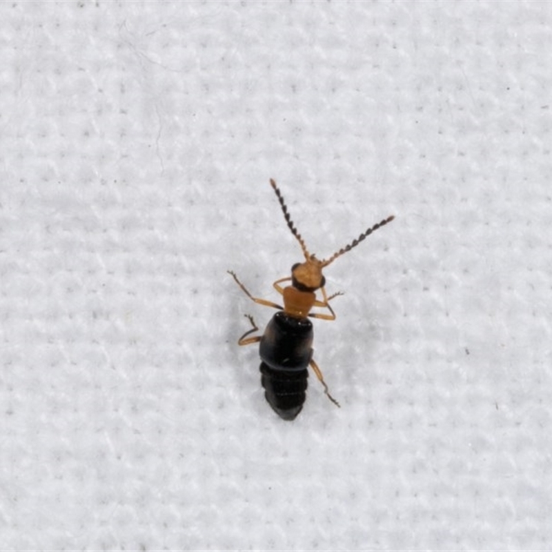 Carphurini sp. (tribe)