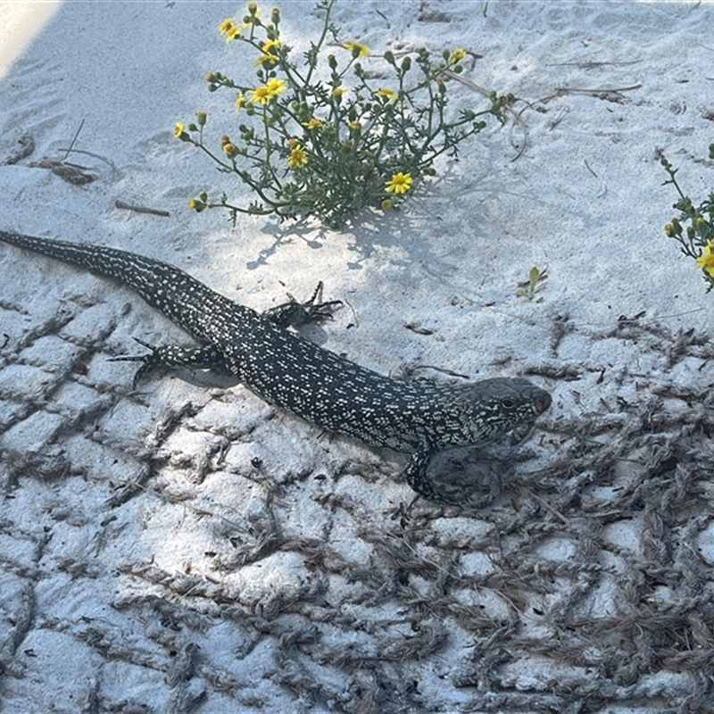 Egernia kingii