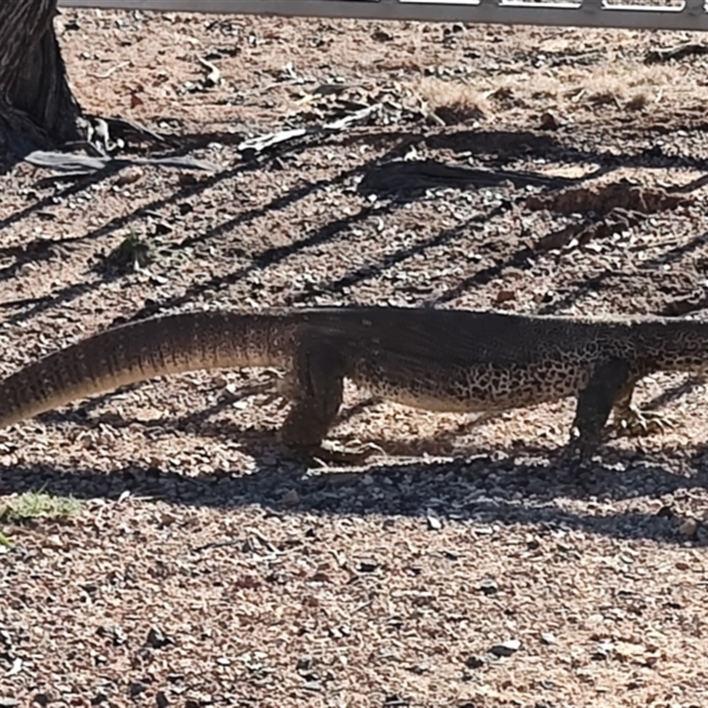 Varanus panoptes panoptes