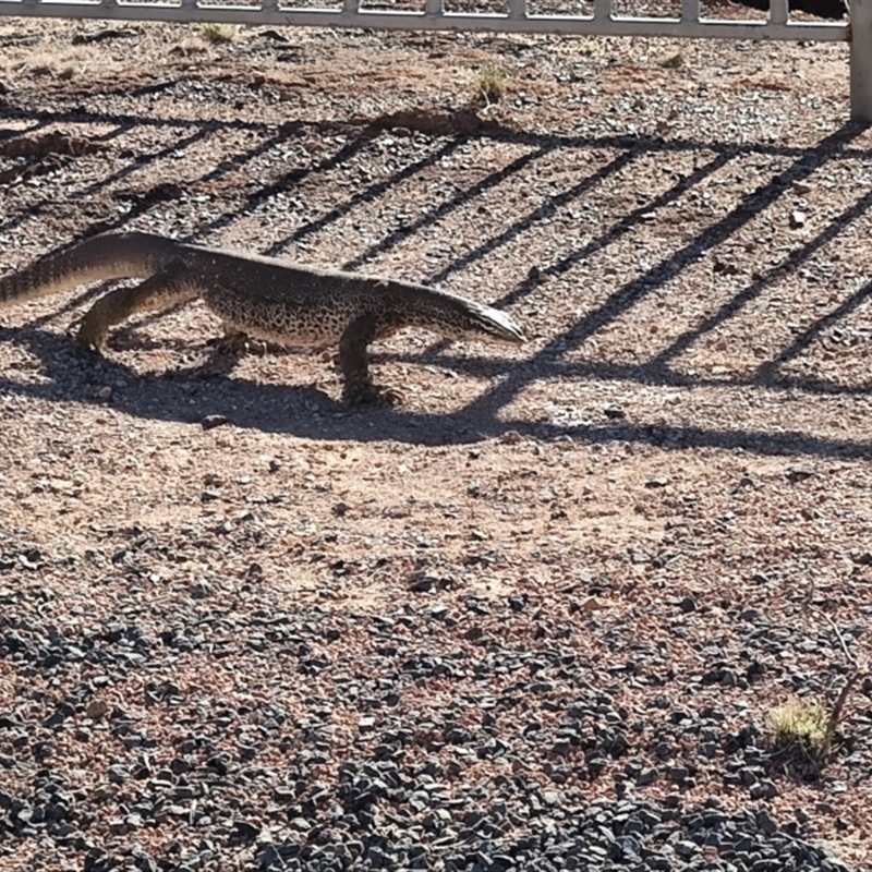 Varanus panoptes panoptes