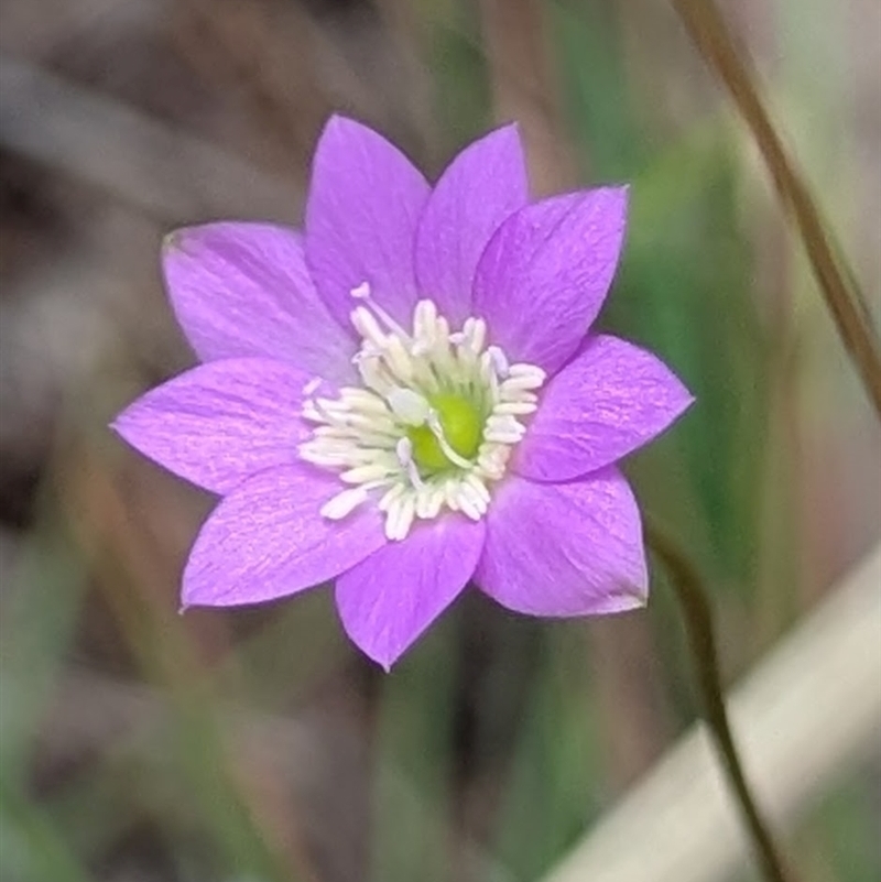 Calandrinia uniflora