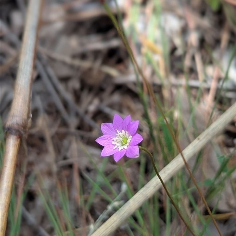 Calandrinia uniflora