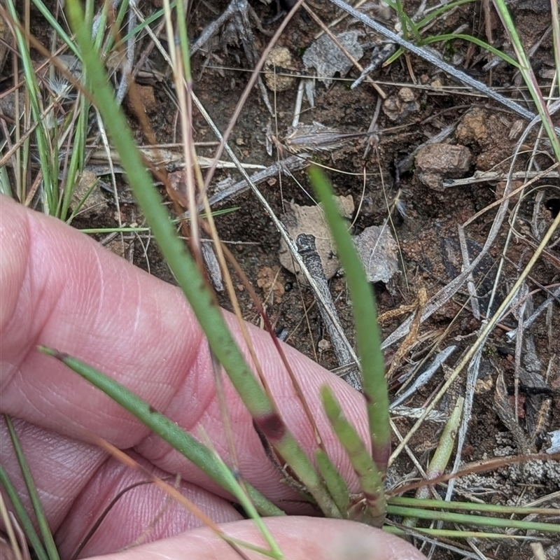 Calandrinia uniflora