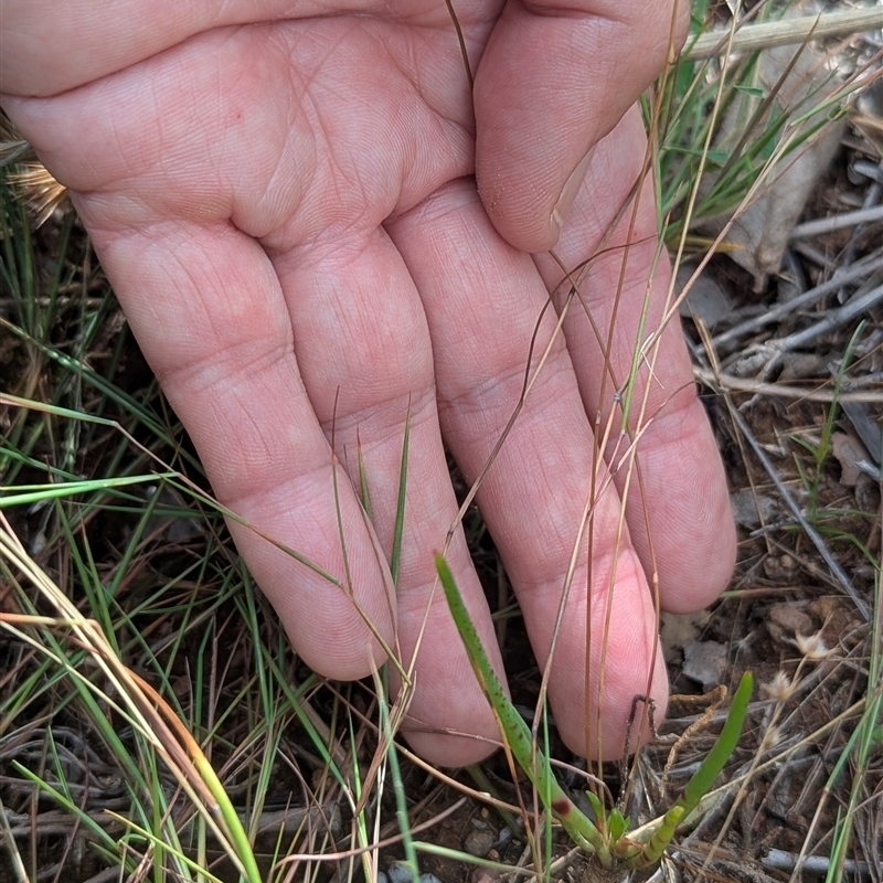 Calandrinia uniflora