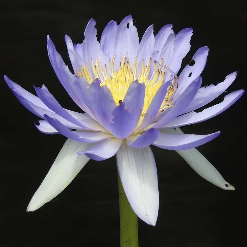 Nymphaea violacea