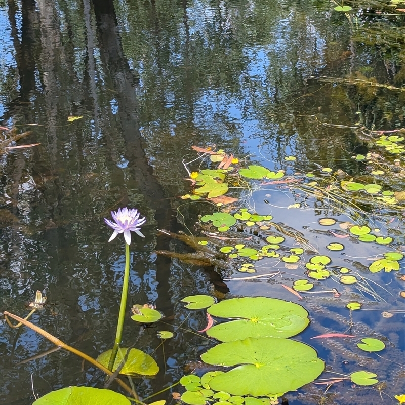 Nymphaea violacea