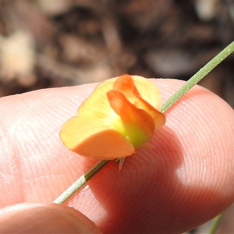 Tephrosia subpectinata