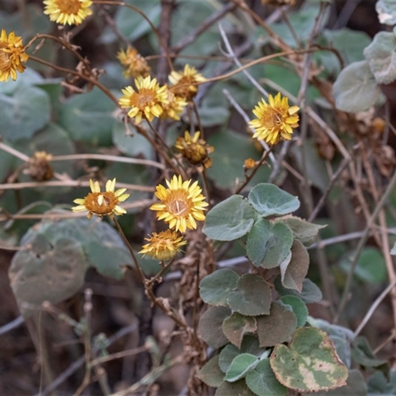 Xerochrysum interiore