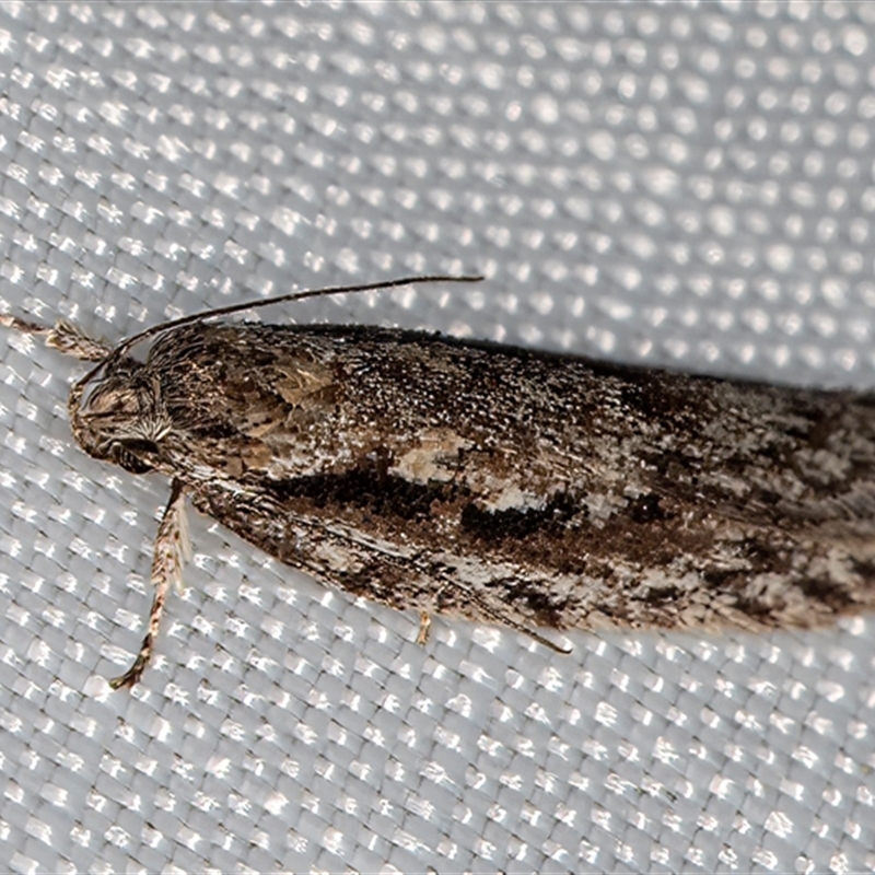 Guestia chaetophora