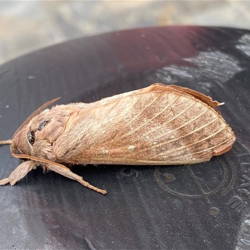 Oxycanus lyelli