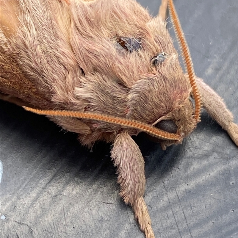 Oxycanus lyelli