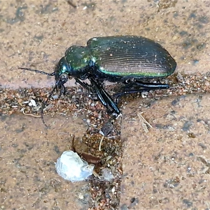 Calosoma oceanicum