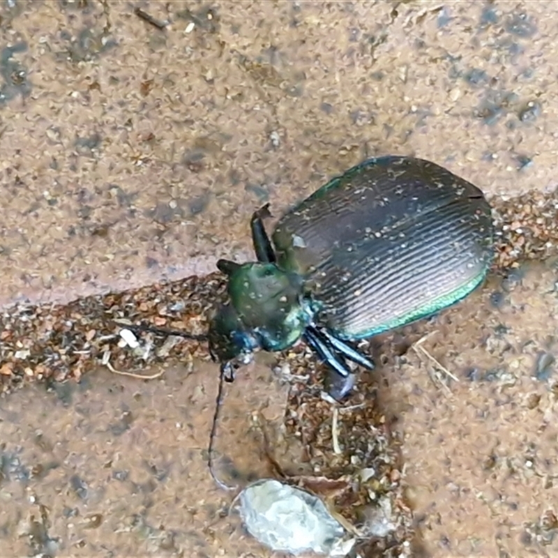 Calosoma oceanicum