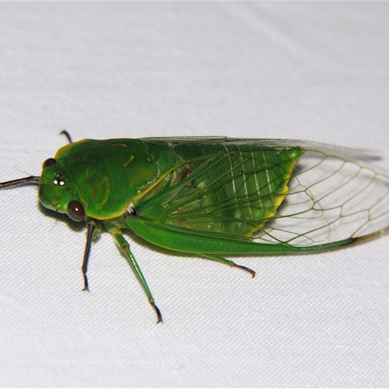 Cyclochila virens