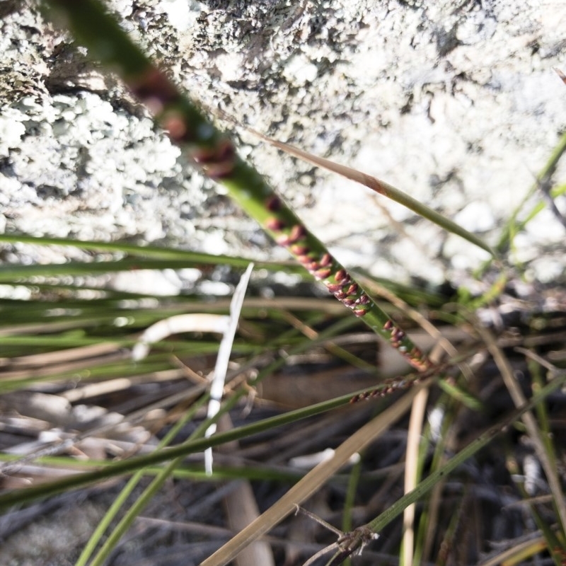 Furcaspis (genus)