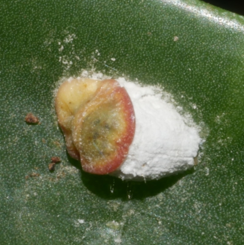 Pulvinariella mesembryanthemi