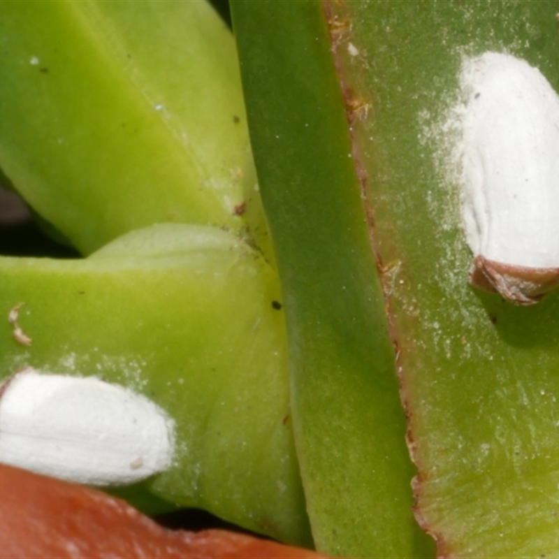 Pulvinariella mesembryanthemi