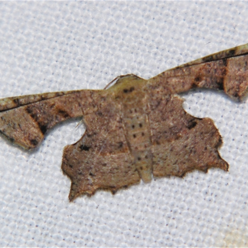 Cathetus euthysticha