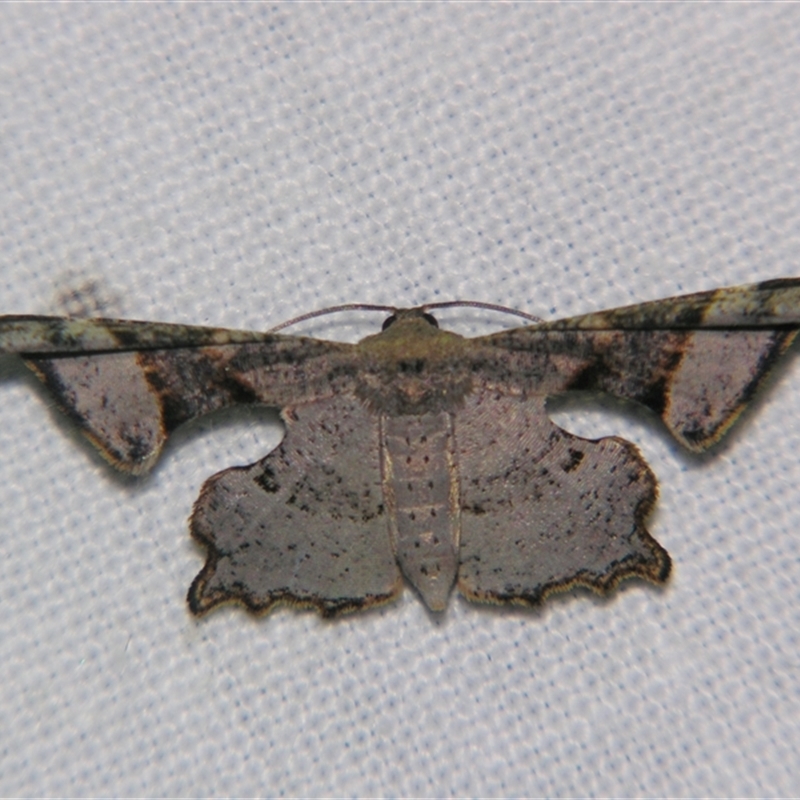 Cathetus euthysticha