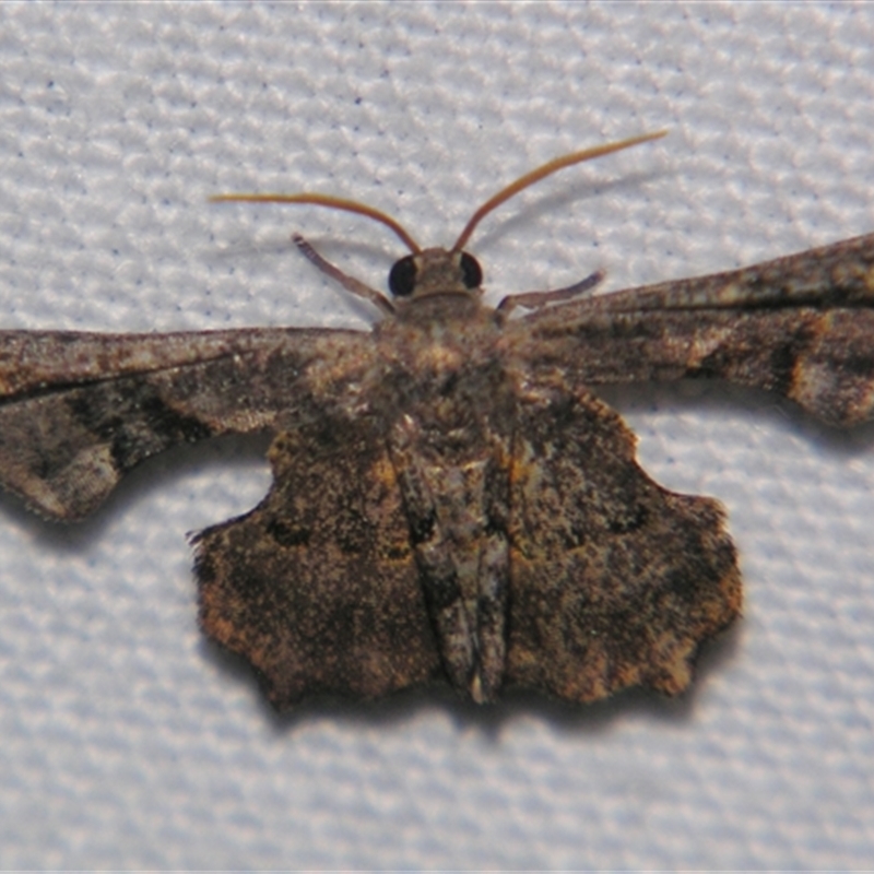 Cathetus euthysticha