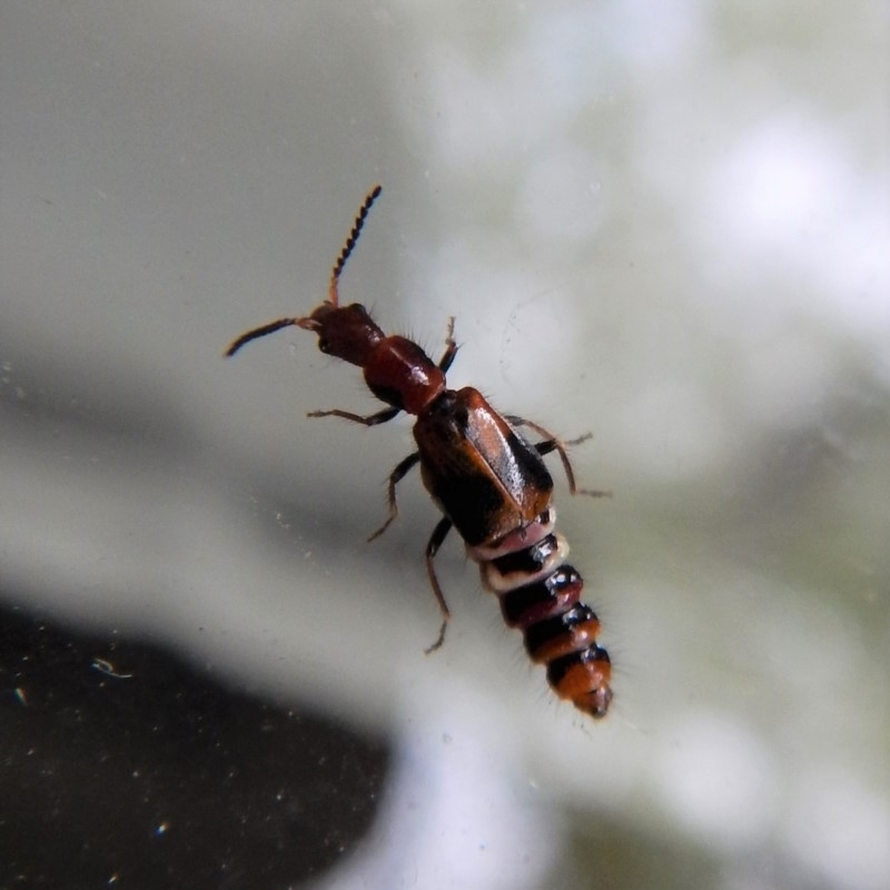Carphurus sp. (genus)