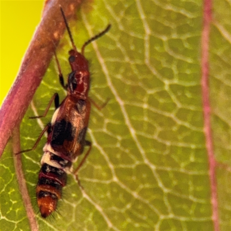 Carphurus sp. (genus)