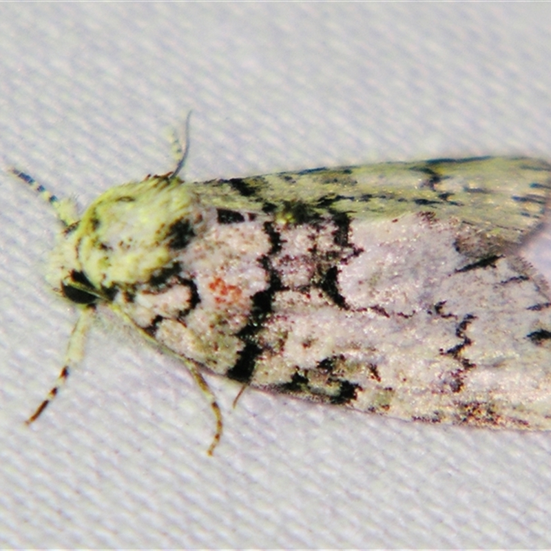 Epicyrtica hippolopha