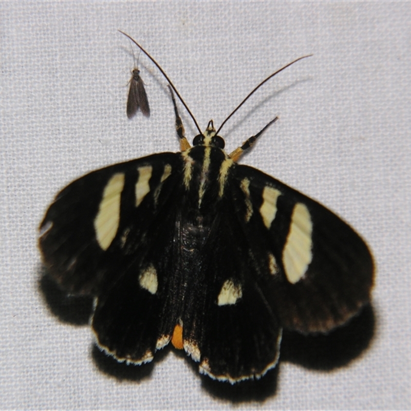 Mimeusemia centralis